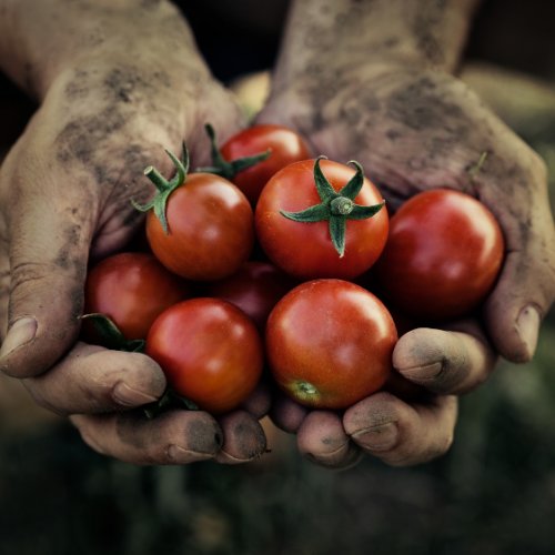 Exploitant/te agricole